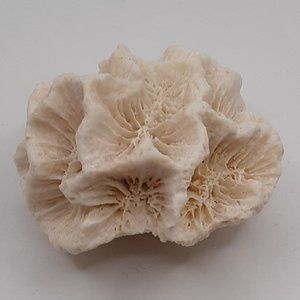 White Rose Coral Manicina Areolata Colonial Species Stony Coral Brain Coral